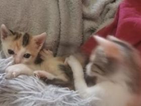 Agatha und Esmeralda