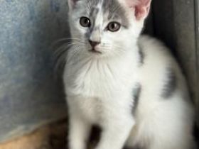 Marc, Merino und Brian