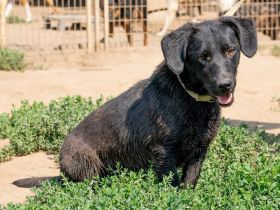 Deka, kleiner junger Rüde sucht eine liebe Familie