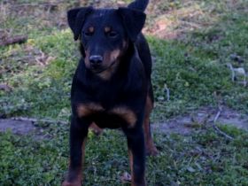 Jagdterrier female