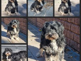 Liebe Hündinnen  (Tibet Terrier o. Tibet-Mix), 6-7 Jahre, in liebe+zuverlässige Hände zu vermitteln.