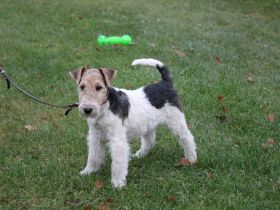 Drahthaar Foxterrier Welpen mit Ahnentafel