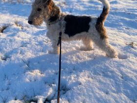 Drahthaar Foxterrier Rüde 5Monate mit Ahnentafel