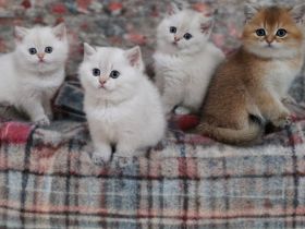 BKH of golden Marker