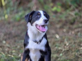 Süße Border /Aussi Hündin sucht