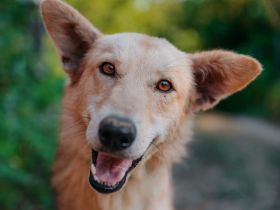 Yasmin sucht ein sportliches Zuhause