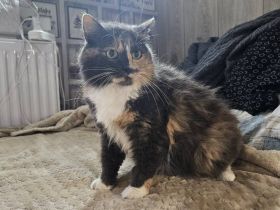 Wuschel Hudson verzaubert alle