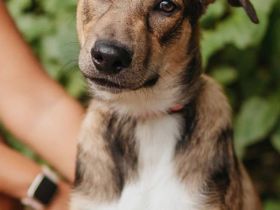 Wer gibt Pongo ein für immer platz?!