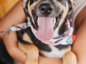 Junge hübsche Dory sucht ihre Familie