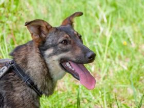 Liebevolle Olivka sucht ihren platz