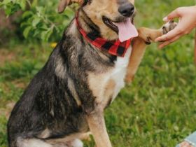 Duke will endlich sein zuhause