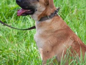 Junge hübsche Leia sucht Familie