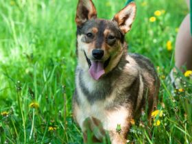 Sanfte Leila sucht ihr zu hause