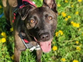 Ziganka sucht lievolles zu hause