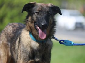 Vasilisa (1 jahre alt) sucht ein Zuhause