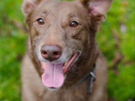 Hündin Archie sucht ein Zuhause