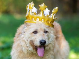 Wer gibt Algerien nochmal eine chance ?!