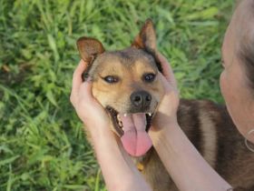 Jim sucht sein zu hause für immer