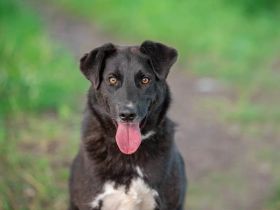Der freundliche Jack sucht sein Körbchen