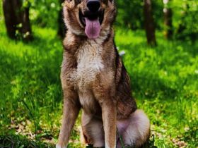 Der wunderschöne Bond sucht ein zu hause