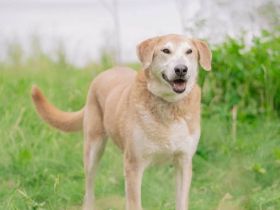 Ulan, weiches Herz wartet auf einen tollen Besitzer