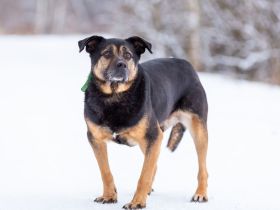 Kuschel Diesel sucht Familie