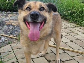 Mukhtar auf drei beinen durchs leben