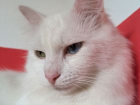 Handicapkater Casper