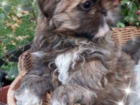 Caramba  o'le unse reinrassige Shih Tzu "Ewok" Maus stellt sich vor!