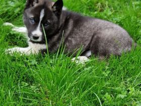 Ein Siberian Husky Welpe