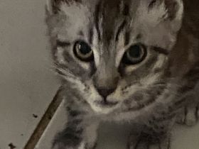 Katzenkind sucht für immer Zuhause