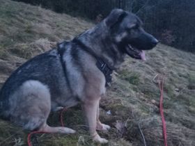 Unser Hund sucht ein neues Zuhause