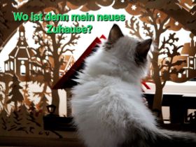 Heilige Birma Kitten