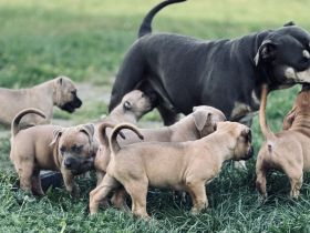 Wunderschöne American Bully Pocket/Classic Welpen suchen ein liebevolles Zuhause