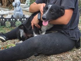 Familie für Fenna gesucht