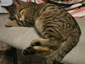 Große Schmusemaus sucht ihr füri mmer Zuhause