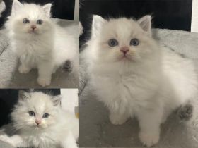 Reinrassige Neva Masquerade Kitten mit blauen Augen