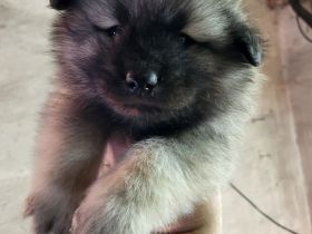 Reinrassige Wolfsspitz-Welpen – Abgabe ab 22.12.2025 (12 Wochen)