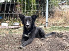 Kira- auf der Suche nach Ihrem Glück🍀🩷