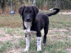 Coco und Milow- Welpengeschwister auf der Suche nach Ihrem für immer zuhause🏡🐶