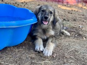 5 Welpengeschwister suchen Ihre für immer Menschen🍀❤️