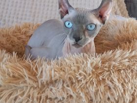 Sphynx Elf Deckkater