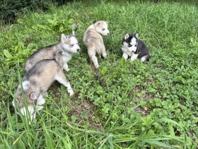 Sibirien Malamute Husky zum Verlieben, suchen ihr Traum Zuhause