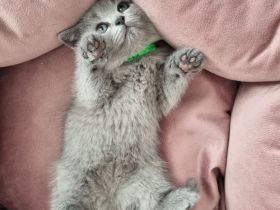 Bkh Reinrassig  mit Stammbaum