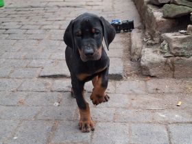 Dobermann Mädchen