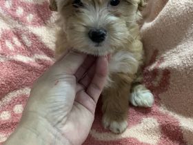 Maltipoo Welpen