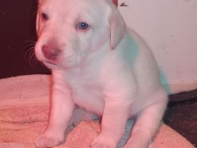 Labrador Welpen Hunde Schwarz Gelb Hündin Rüde Hund Appenzeller