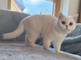 Zwei BKH-Mädels in silver shaded point + golden shaded point (kastriert)