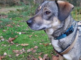 Zuhause gesucht für Joleen