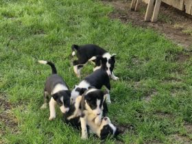 Border Collie Welpen